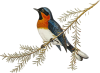 bird-1
