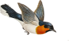bird-2