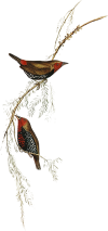 bird-3